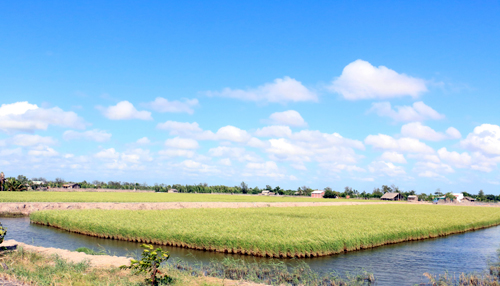 Kỹ thuật canh tác lúa trên nền đất nuôi tôm huyện Thạnh Phú 